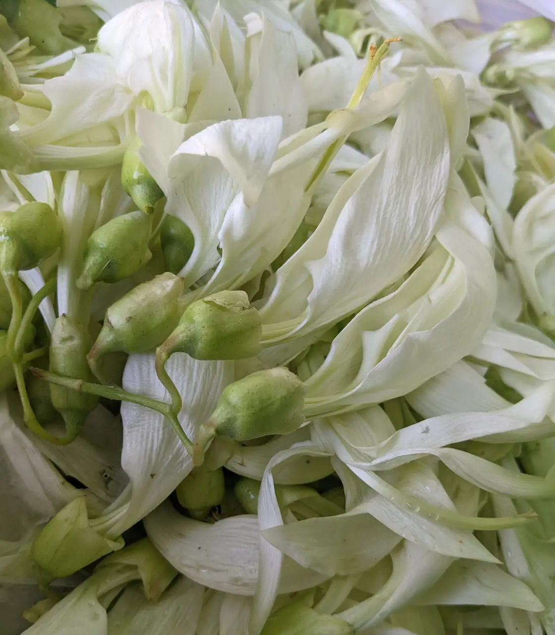 Sản phẩm Bông So Đũa Sấy Khô - Sấy Xanh Greeny