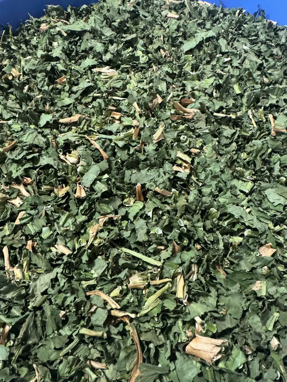 Sản phẩm Ngò Gai Sấy Khô - Sấy Xanh Greeny